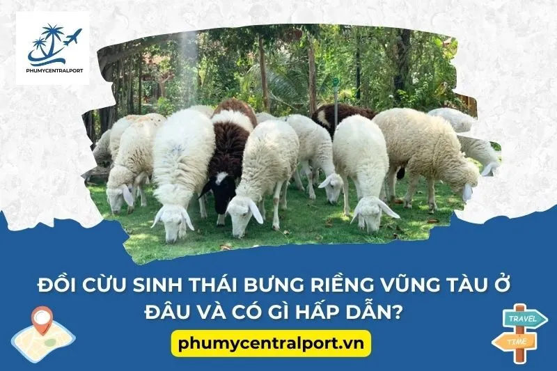 Đồi cừu sinh thái Bưng Riềng Vũng Tàu ở đâu và có gì hấp dẫn?