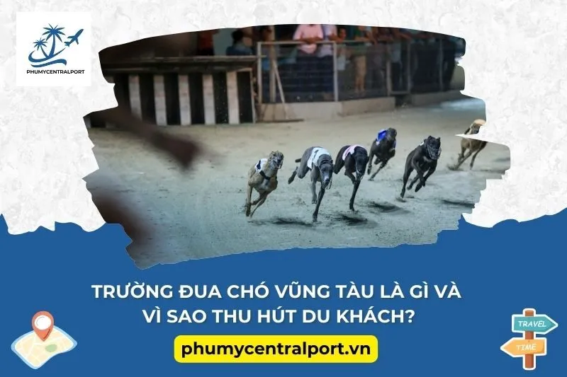 Trường đua chó Vũng Tàu là gì và vì sao thu hút du khách?